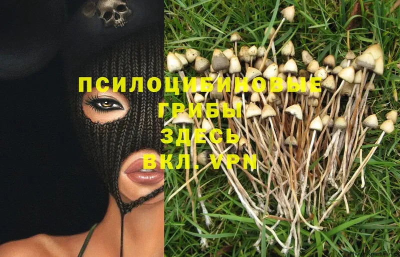 где продают   omg как войти  даркнет телеграм  Луза  Галлюциногенные грибы Cubensis 